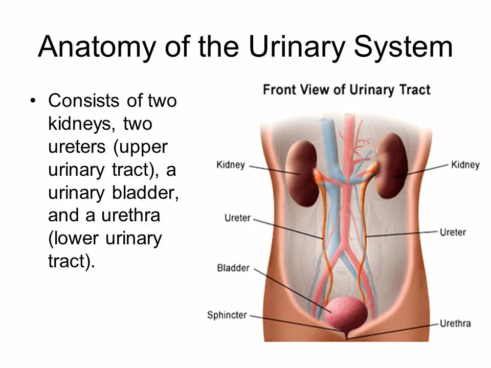 How to manage urinary tract spasms during travel